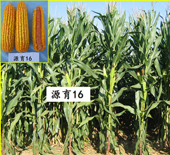 Դ��16̖-���׷N��-���