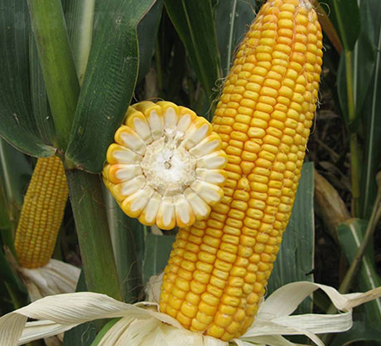 蠡玉37號(hào)-玉米種子-蠡玉