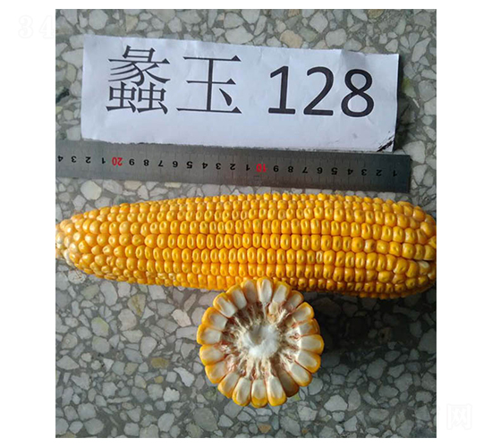 蠡玉128-玉米種子-蠡玉