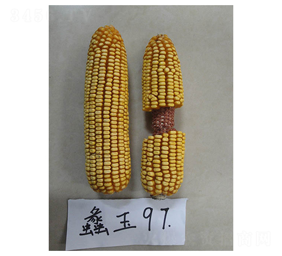 蠡玉97-玉米種子-蠡玉