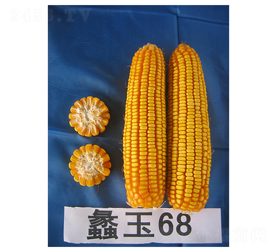 蠡玉68-玉米種子-蠡玉