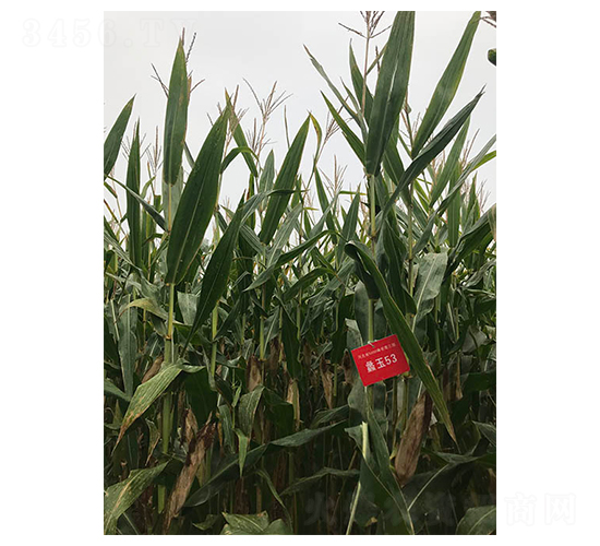 ���53-���׷N��-���