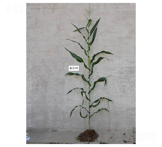 ���178-���׷N��-���