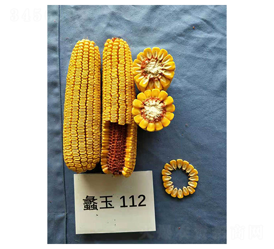 蠡玉112-玉米種子-蠡玉