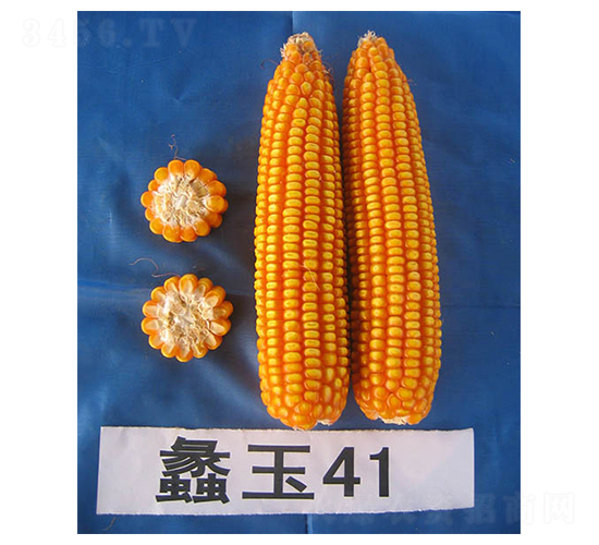 ���41-���׷N��-���