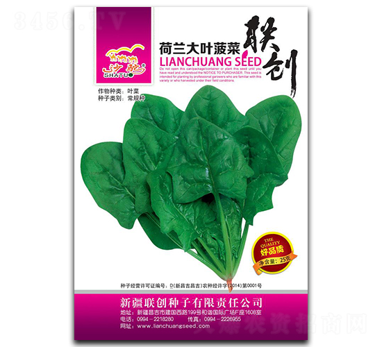 荷蘭大葉菠菜-菠菜種子-聯(lián)創(chuàng)