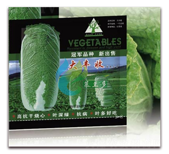 大豐收-白菜種子-慕蘭多