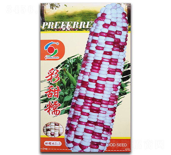 神獅彩甜糯-糯玉米種子-新世紀(jì)