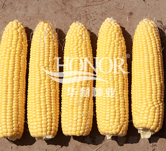 中農(nóng)甜488-玉米種子-華耐種業(yè)