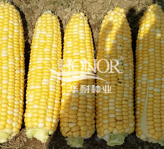 ����7̖(h��o)-���׷N��-�A�ͷN�I(y��)