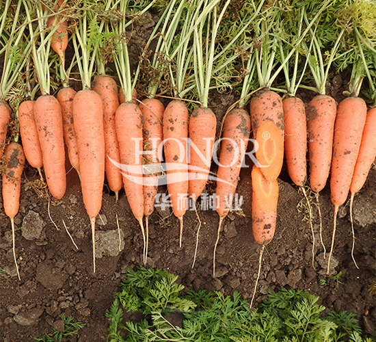 �����t-�}���N��-�A�ͷN�I(y��)