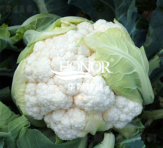 華耐80-花菜種子-華耐種業(yè)