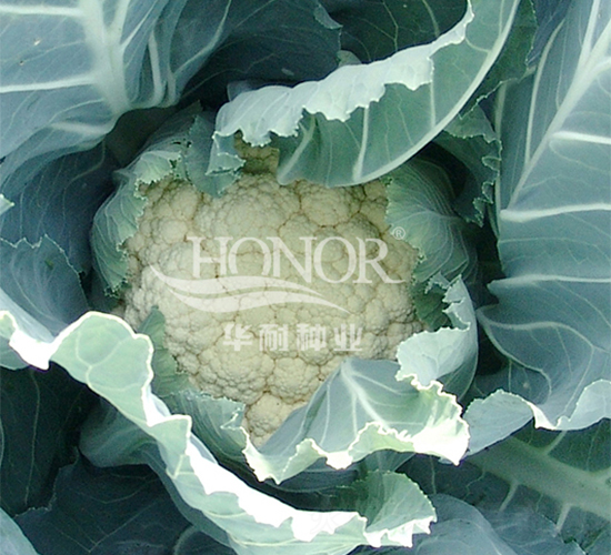 ѩ�P-���˷N��-�A�ͷN�I(y��)