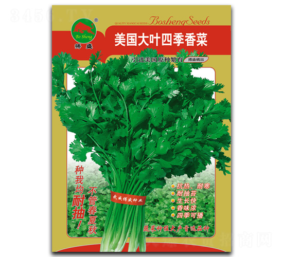 美國大葉香菜-香菜種子-搏盛種業(yè)