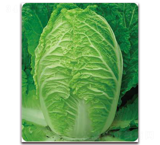 ��60-�ײ˷N��-�����o(j��)