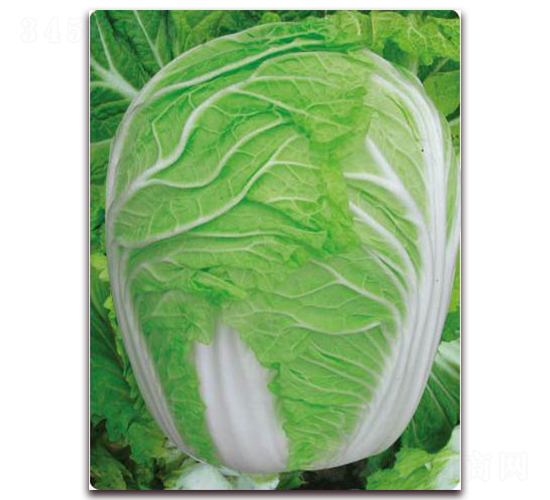 農(nóng)家貴族-白菜種子-新世紀(jì)