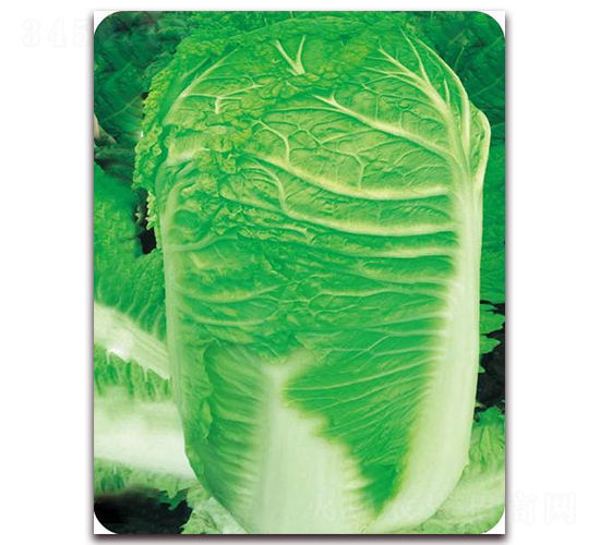 ������̖(h��o)-�ײ˷N��-�����o(j��)