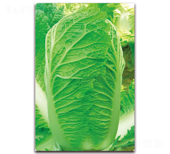 ��{��̖-�ײ˷N��-�����o(j��)