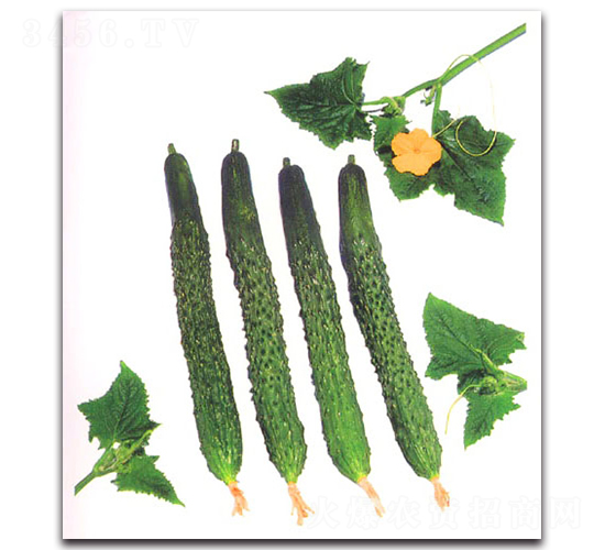 �L(zh��ng)�����~�S��-�S�ϷN��-�r(n��ng)����