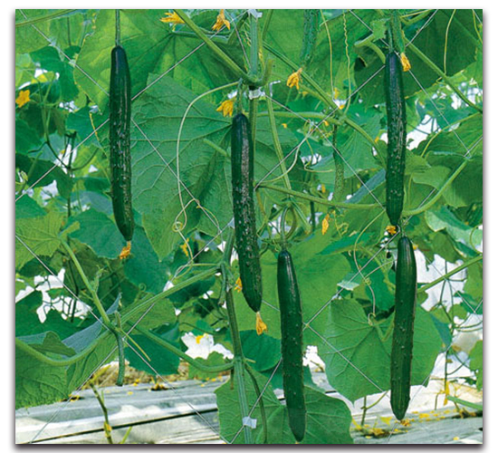 �Ϻ���̖(h��o)-�S�ϷN��-�r(n��ng)����