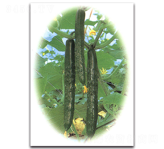 �Gʒ��̖(h��o)-�S�ϷN��-�r(n��ng)����