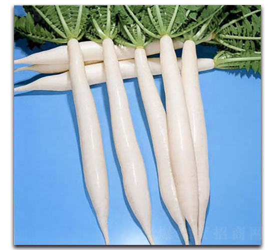 干漬理想-蘿卜種子-農(nóng)播王