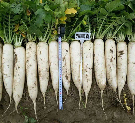 ��ѩ��-�}���N��-�r(n��ng)����