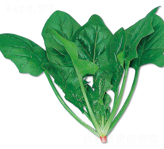 藍(lán)寶石-菠菜種子-農(nóng)播王