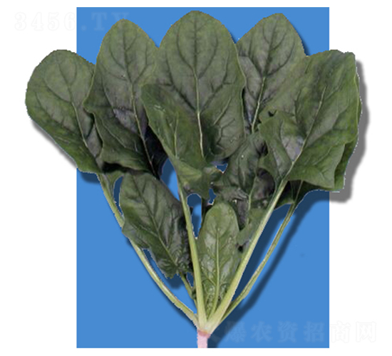 金舟-菠菜種子-農播王