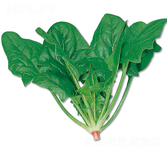 金鐘-菠菜種子-農(nóng)播王