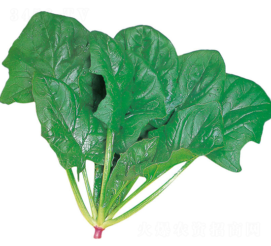 北神-菠菜種子-農(nóng)播王