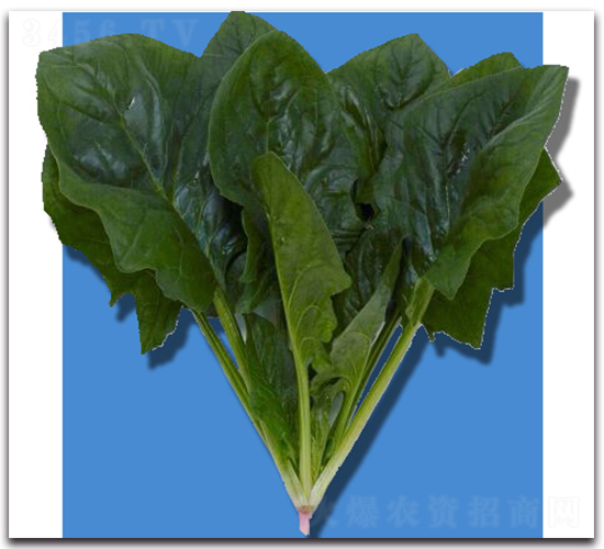 北極星-菠菜種子-農(nóng)播王