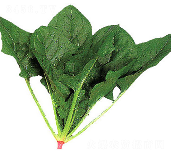 北國-菠菜種子-農(nóng)播王