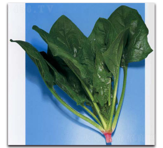 圓豐-菠菜種子-農(nóng)播王