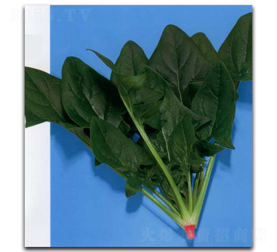 瑞豐-菠菜種子-農(nóng)播王