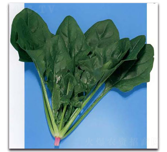 東照-菠菜種子-農播王