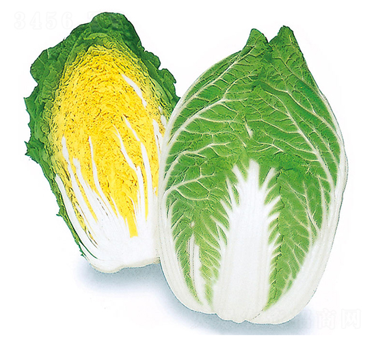 櫻錦-大白菜種子-農(nóng)播王