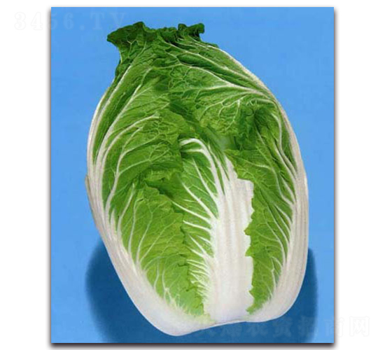 吉錦-大白菜種子-農播王