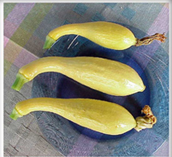 豐收之角-南瓜種子-魯種