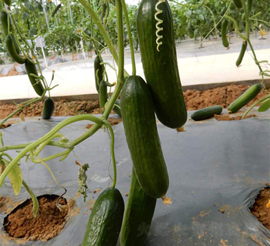 �n��-�S�ϷN��-���N