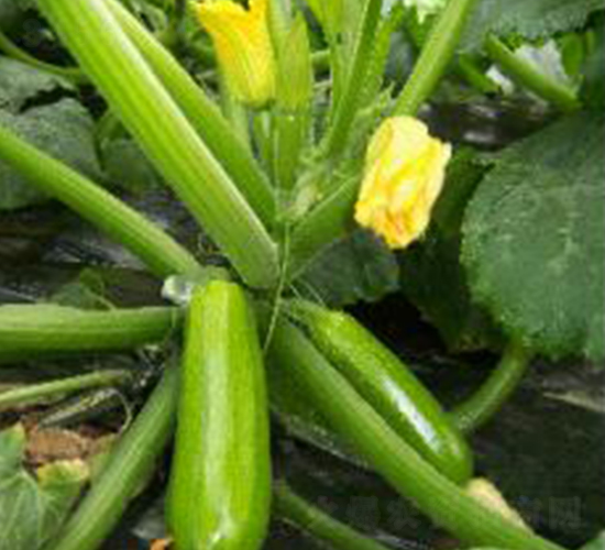 ��˹���_-�����J�N��-���N