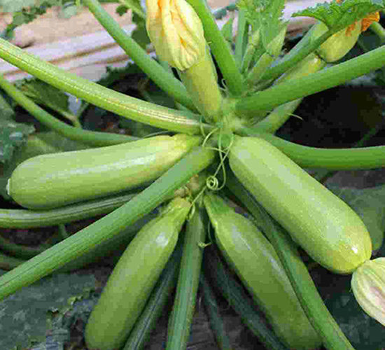 ����1̖-�����J�N��-���N