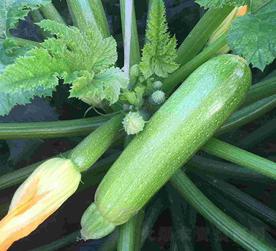 亞歷山大2號-西葫蘆種子-魯種