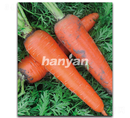 �h�u��̖-���}���N��-�h��