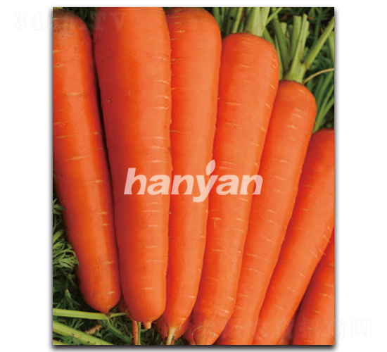 �h�u(y��)��̖(h��o)-���}���N��-�h��