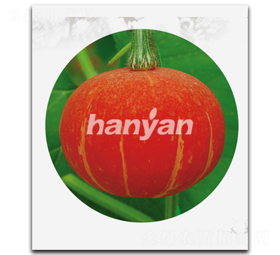 漢福紅運(yùn)-南瓜種子-漢研