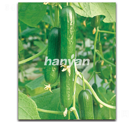 �h������1̖-�S�ϷN��-�h��