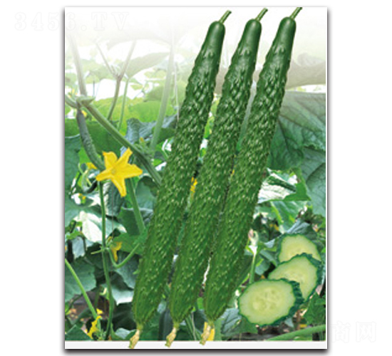漢研12號(hào)-黃瓜種子-漢研