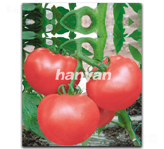 �h����̖-���ѷN��-�h��