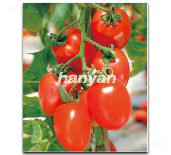 �hͮһ̖(h��o)-���ѷN��-�h��